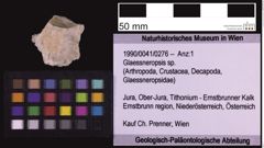 Foto (Objekt + Etiketten) von Glaessneropsis sp. (NHMW-GEO-1990-0041-0276)